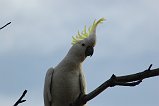 Sulphur-Crested Cockatoo 103